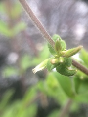 Cerastium glomeratum