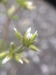 Cerastium glomeratum