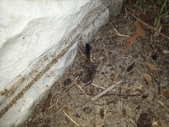 Tachypompilus ferrugineus