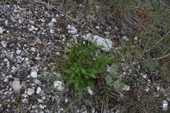 Potentilla pensylvanica