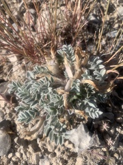 Astragalus purshii