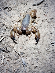 Anuroctonus pococki