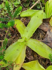 Pinguicula grandiflora