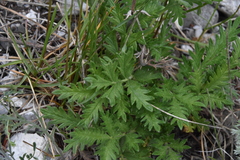 Potentilla pensylvanica