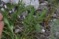 Potentilla pensylvanica