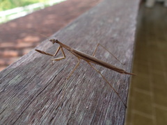 Eumusonia