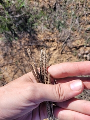Agropyron desertorum