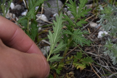 Potentilla pensylvanica