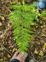 Athyrium angustum