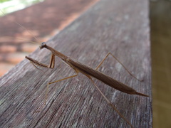 Eumusonia