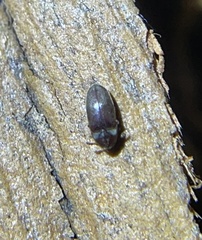 Throscidae