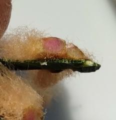 Neuroterus laurifoliae