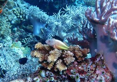 Paracirrhites forsteri