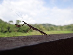 Eumusonia