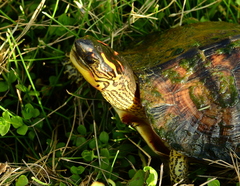 Rhinoclemmys punctularia