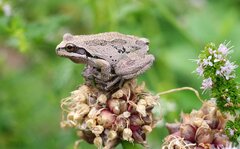 Pseudacris sierra