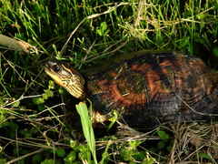 Rhinoclemmys punctularia