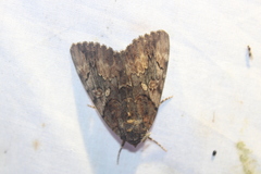 Catocala muliercula