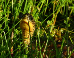 Rhinoclemmys punctularia