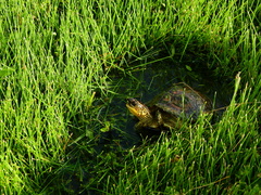 Rhinoclemmys punctularia