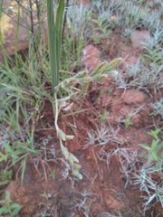 Hypoxis rigidula