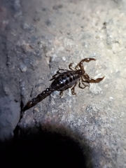 Superstitionia donensis