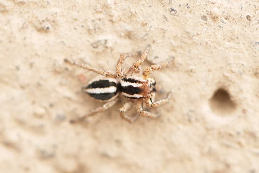 Langona tartarica