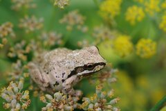 Pseudacris sierra