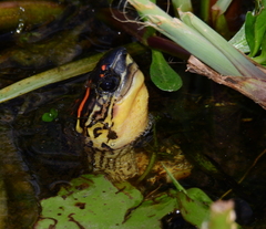 Rhinoclemmys punctularia