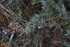 Juniperus horizontalis