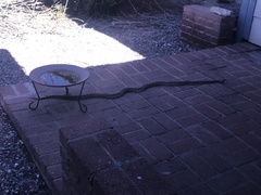 Pituophis catenifer affinis