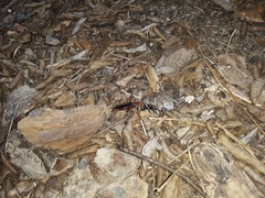 Tachypompilus ferrugineus