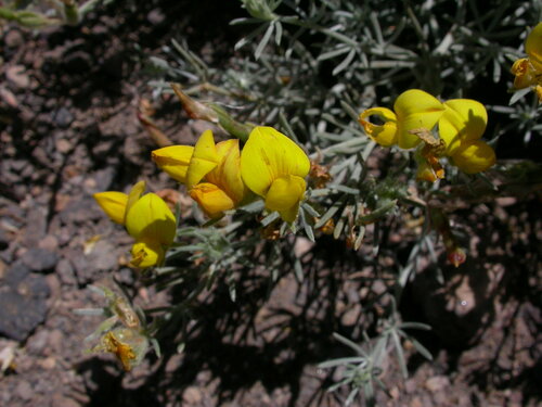 Lotus mascaensis image