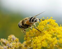 Eristalis arbustorum