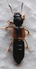 Staphylinidae