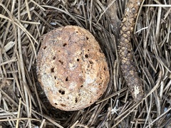 Handkea fumosa