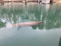Trichechus manatus latirostris
