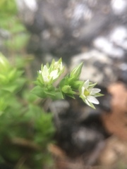 Arenaria