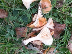 Cuphophyllus pratensis