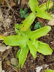 Pinguicula grandiflora