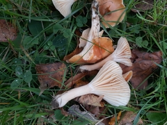 Cuphophyllus pratensis