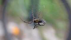 Zygiella x-notata
