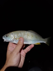 Umbrina roncador