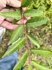 Prunus umbellata
