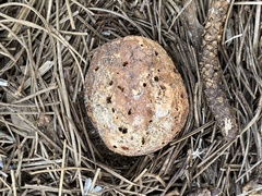 Handkea fumosa
