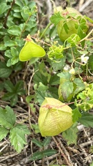 Cardiospermum halicacabum