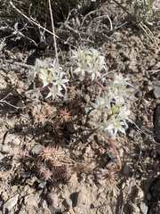 Allium nevadense