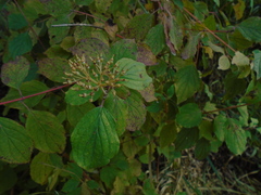 Cornus sanguinea
