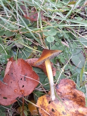 Media resource of Hygrocybe conica