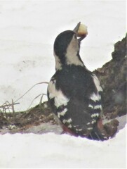 Dendrocopos syriacus